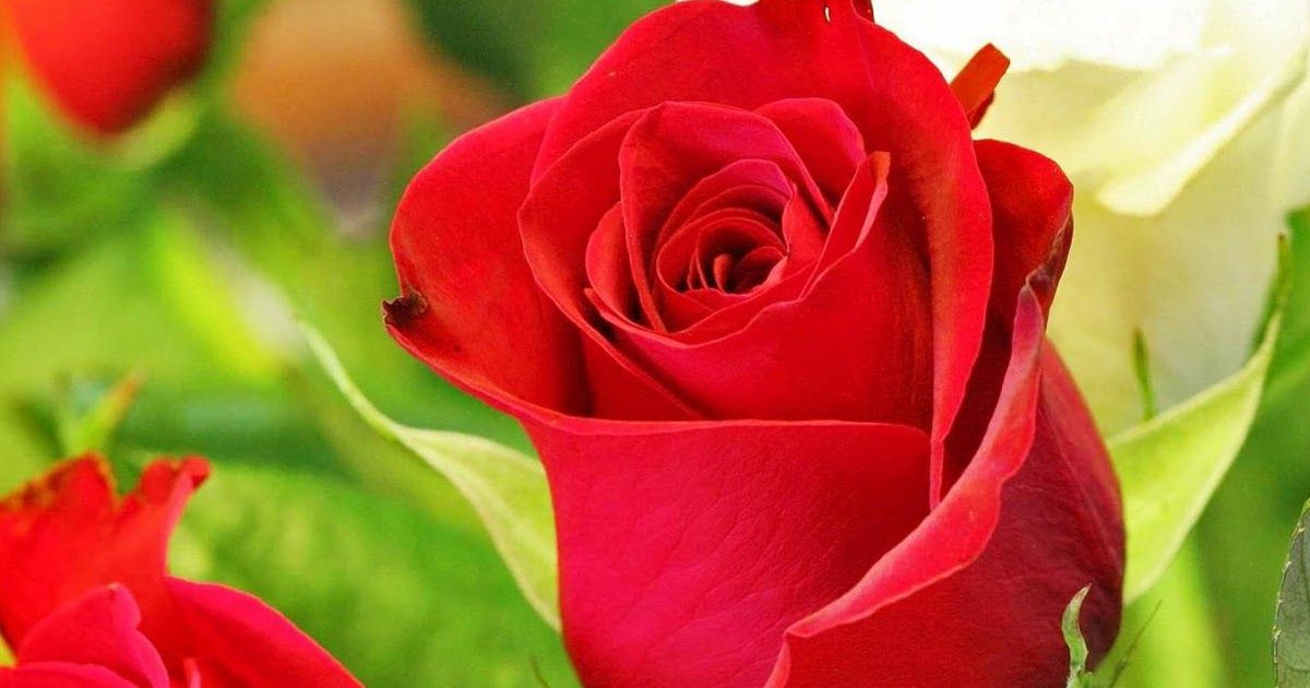 Detail Gambar Bunga Mawar Merah Bergerak Nomer 2