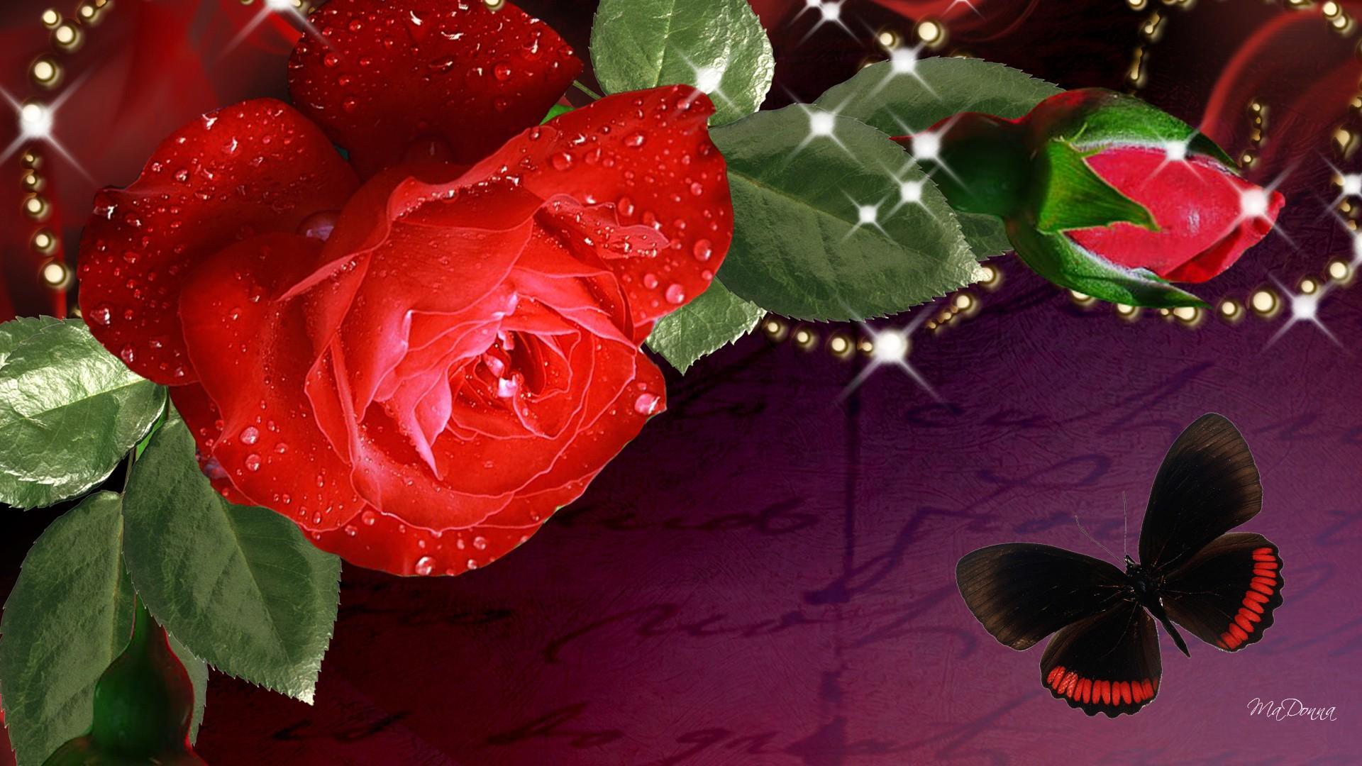 Detail Gambar Bunga Mawar Merah Bergerak Nomer 20