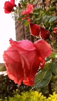 Detail Gambar Bunga Mawar Merah Bergerak Nomer 24