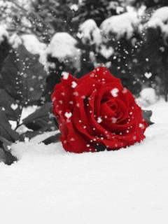 Detail Gambar Bunga Mawar Merah Bergerak Nomer 34