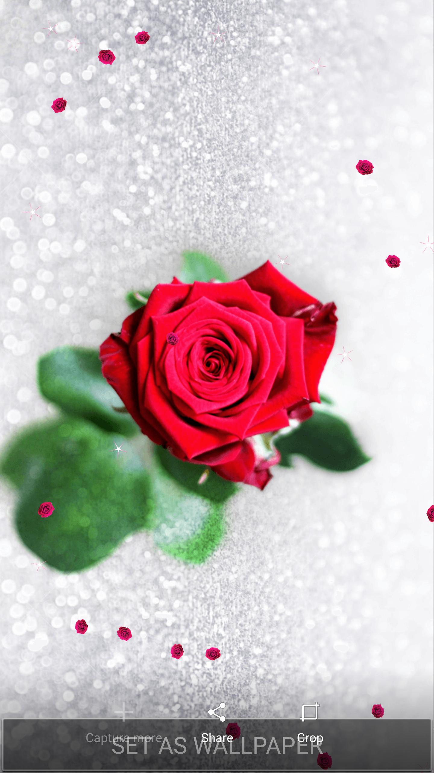 Detail Gambar Bunga Mawar Merah Bergerak Nomer 39