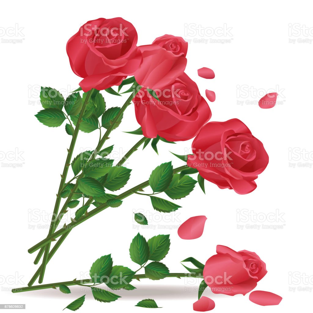 Detail Gambar Bunga Mawar Merah Bergerak Nomer 49