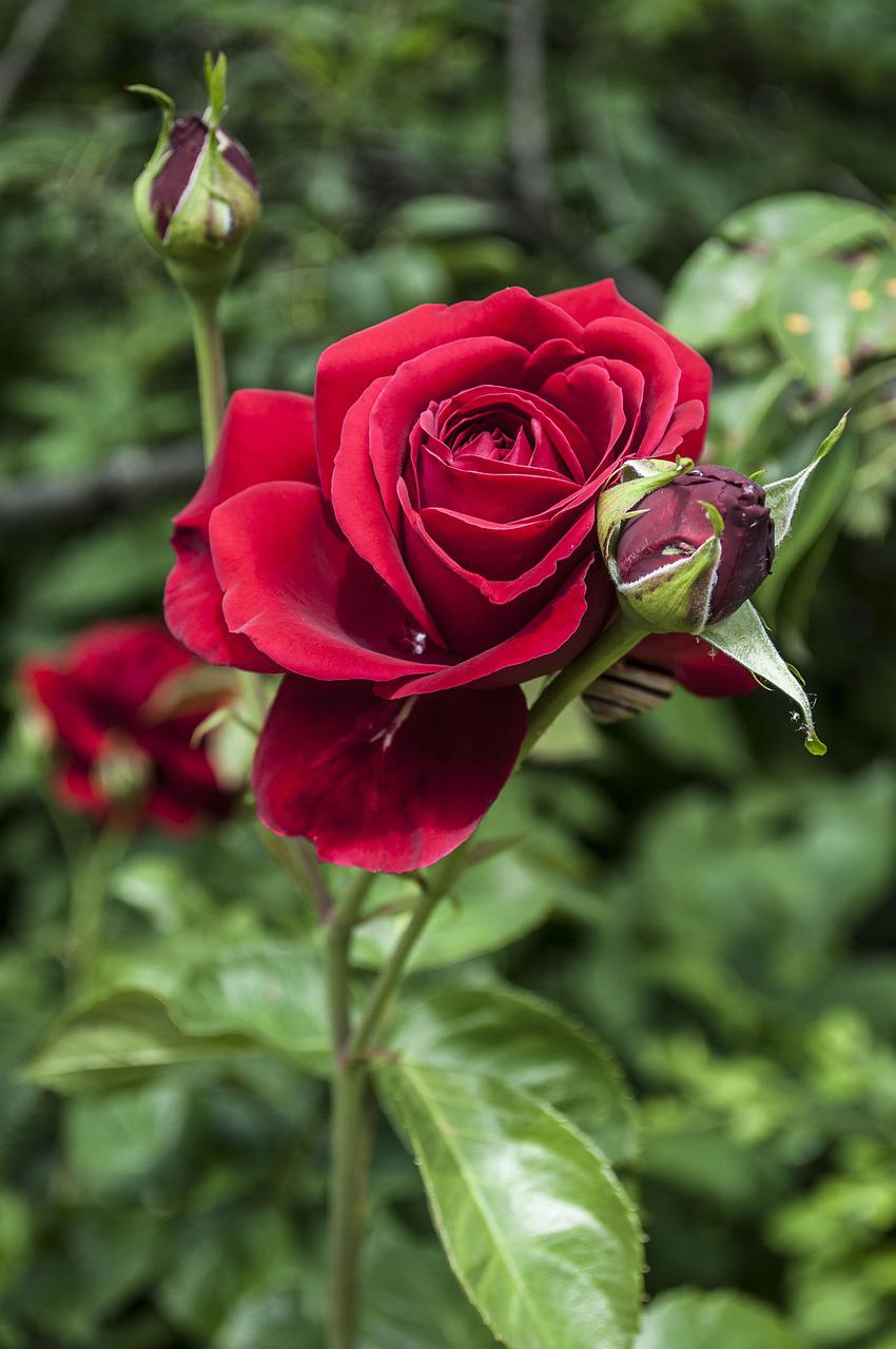 Detail Gambar Bunga Mawar Merah Di Taman Nomer 25