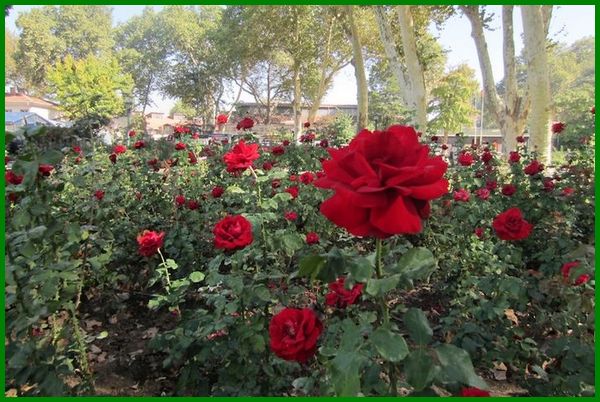 Detail Gambar Bunga Mawar Merah Di Taman Nomer 31