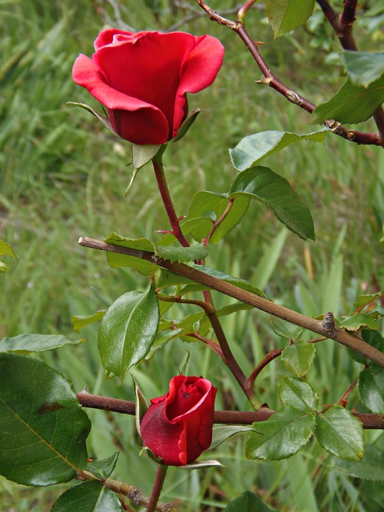 Detail Gambar Bunga Mawar Merah Di Taman Nomer 7
