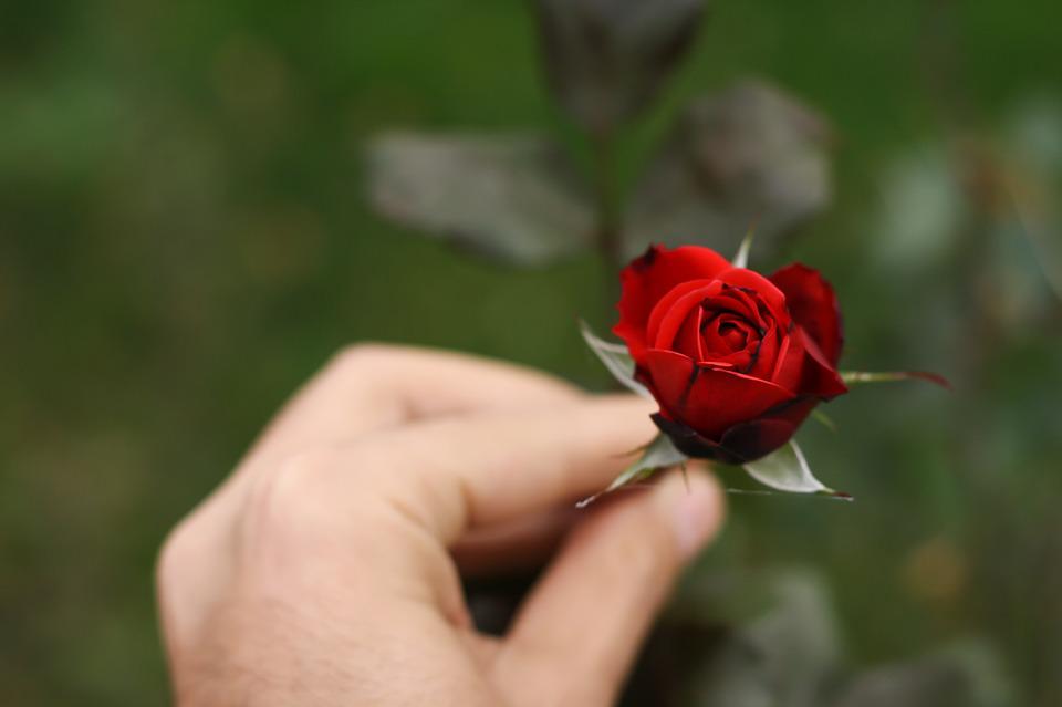 Detail Gambar Bunga Mawar Merah Di Tangan Nomer 2