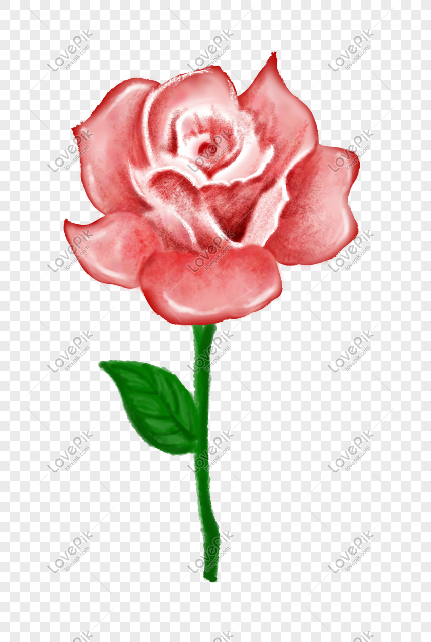 Detail Gambar Bunga Mawar Merah Di Tangan Nomer 26