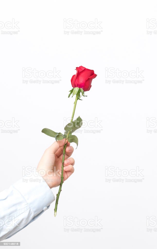Detail Gambar Bunga Mawar Merah Di Tangan Nomer 37
