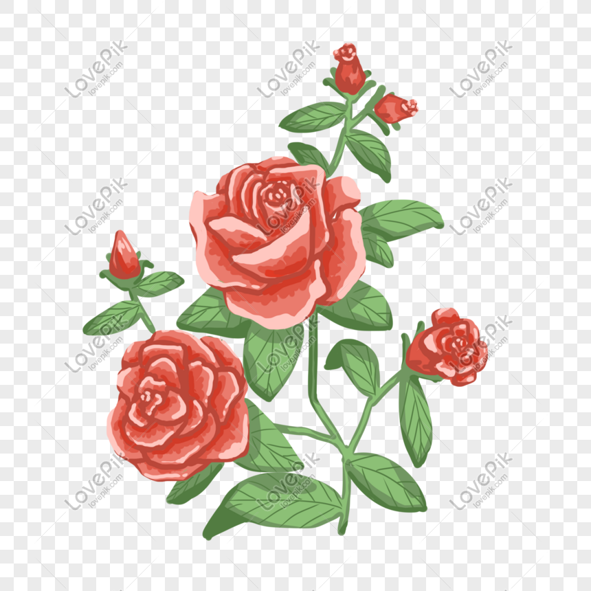 Detail Gambar Bunga Mawar Merah Di Tangan Nomer 44