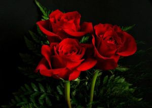 Detail Gambar Bunga Mawar Merah Merekah Nomer 30