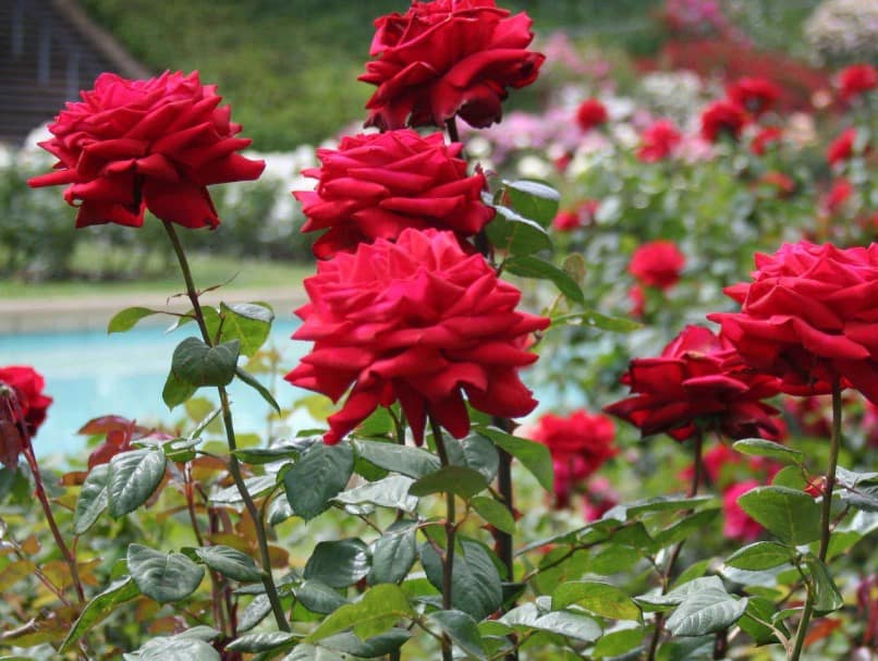 Detail Gambar Bunga Mawar Merah Paling Indah Nomer 34