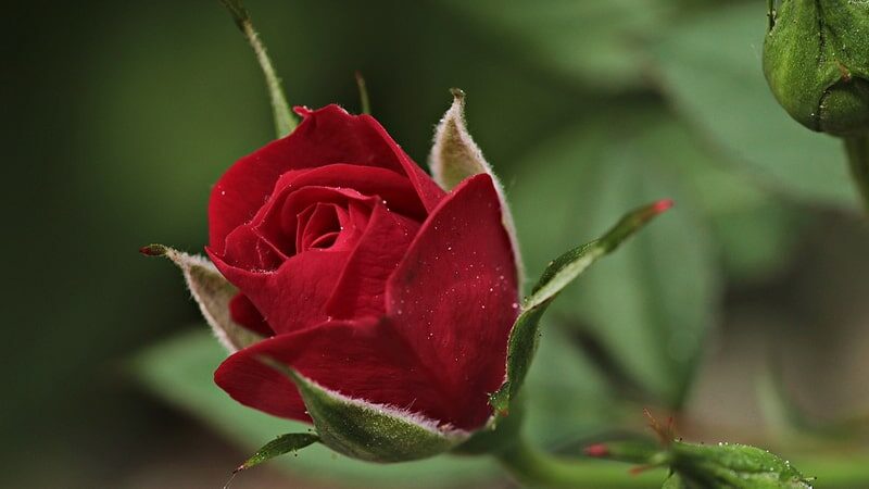 Detail Gambar Bunga Mawar Merah Paling Indah Nomer 37