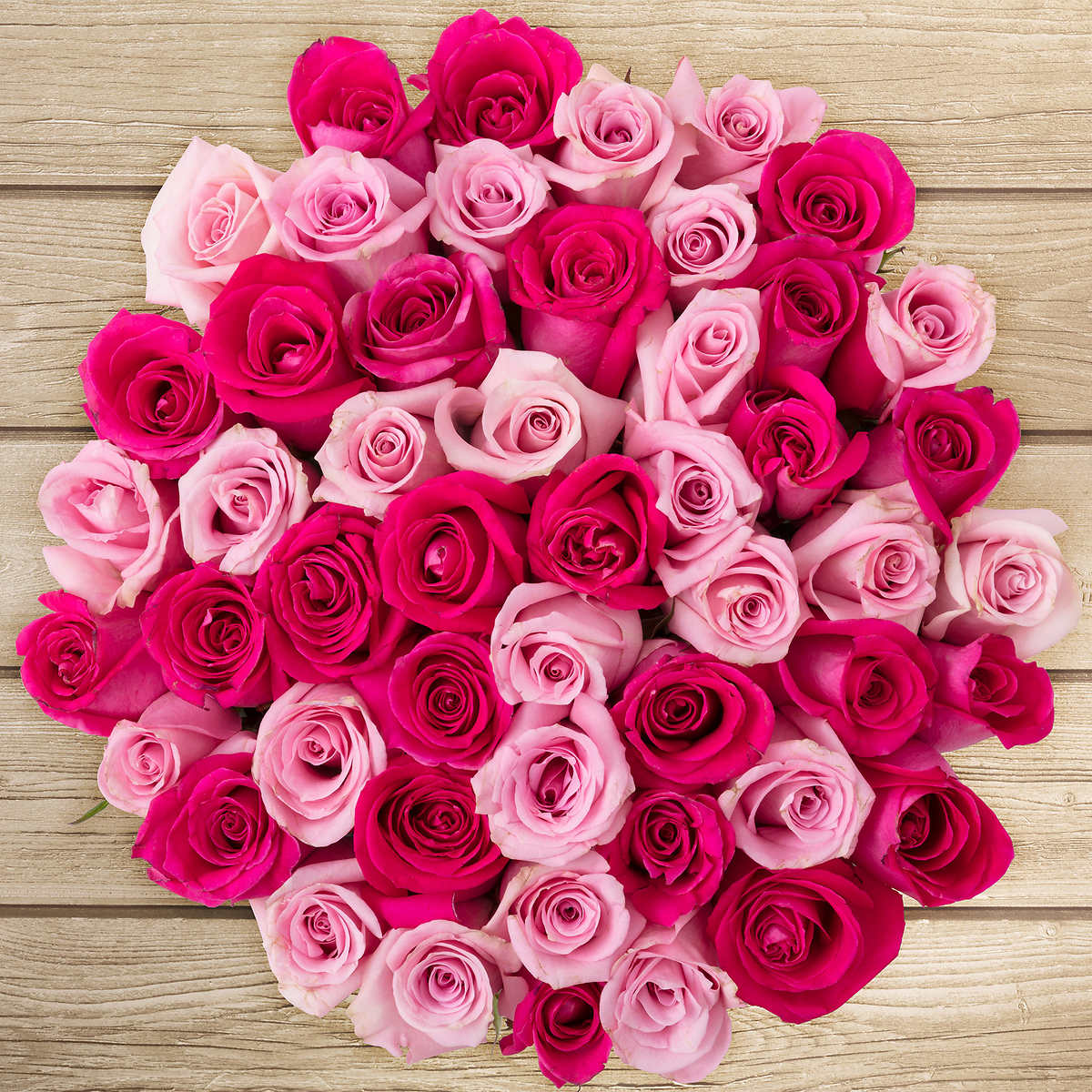 Detail Gambar Bunga Mawar Merah Pink Nomer 11