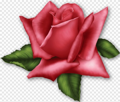 Detail Gambar Bunga Mawar Merah Pink Nomer 44
