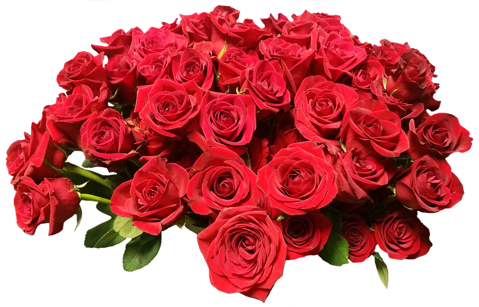 Detail Gambar Bunga Mawar Merah Png Nomer 51