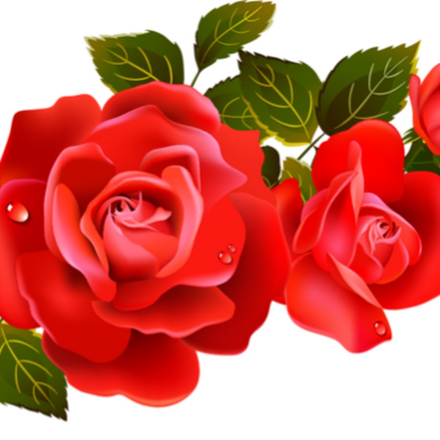 Detail Gambar Bunga Mawar Merah Png Nomer 53