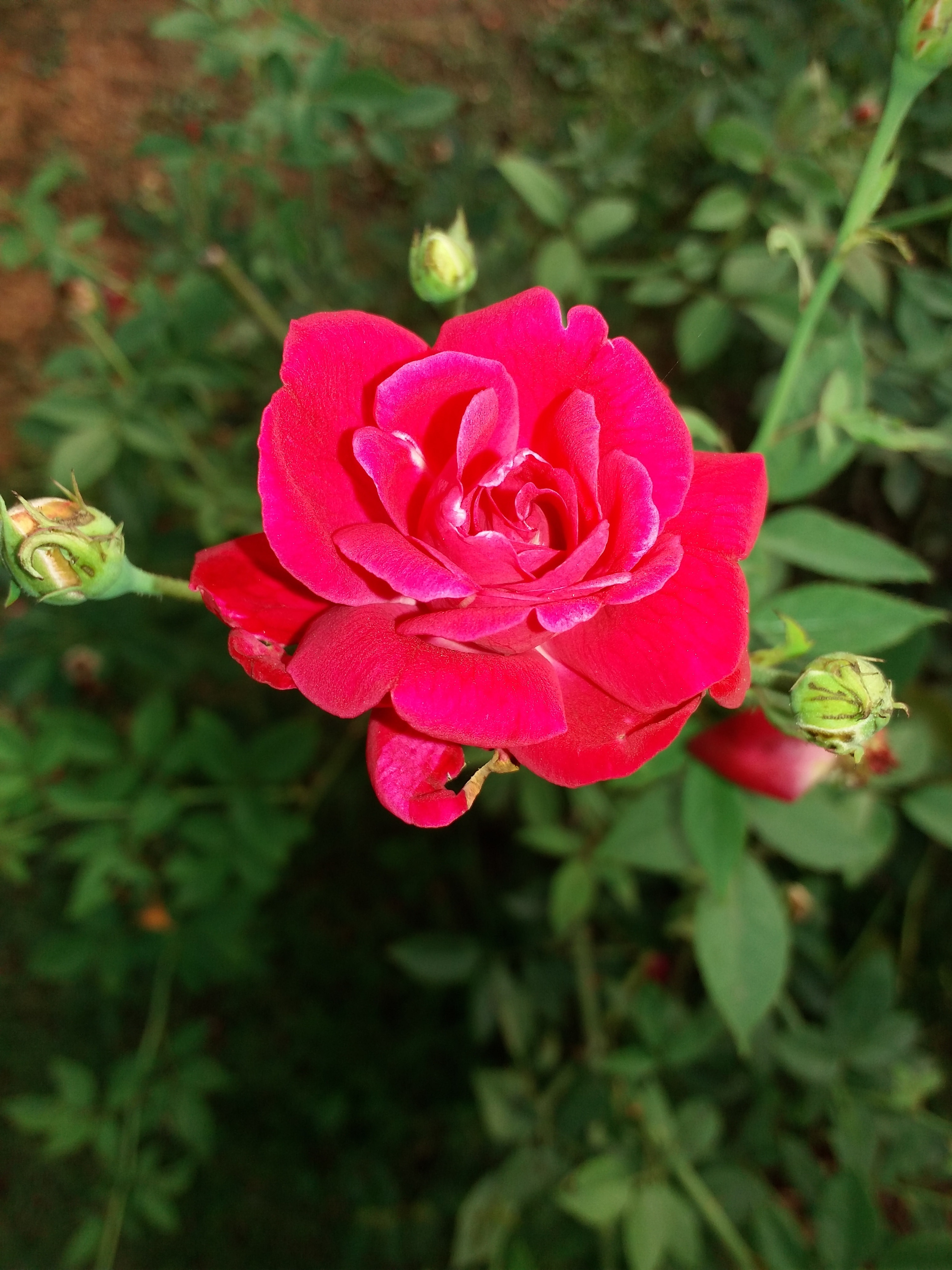 Detail Gambar Bunga Mawar Merah Segar Nomer 15