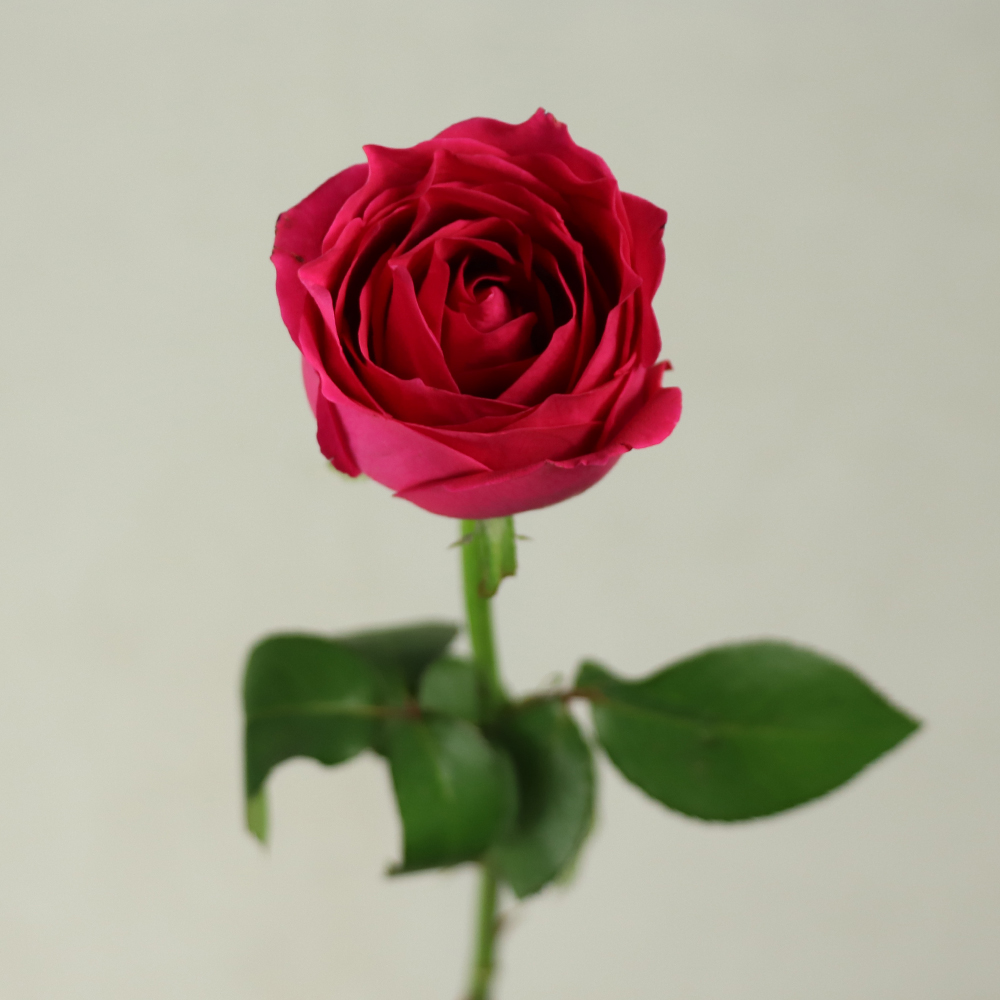 Detail Gambar Bunga Mawar Merah Segar Nomer 22