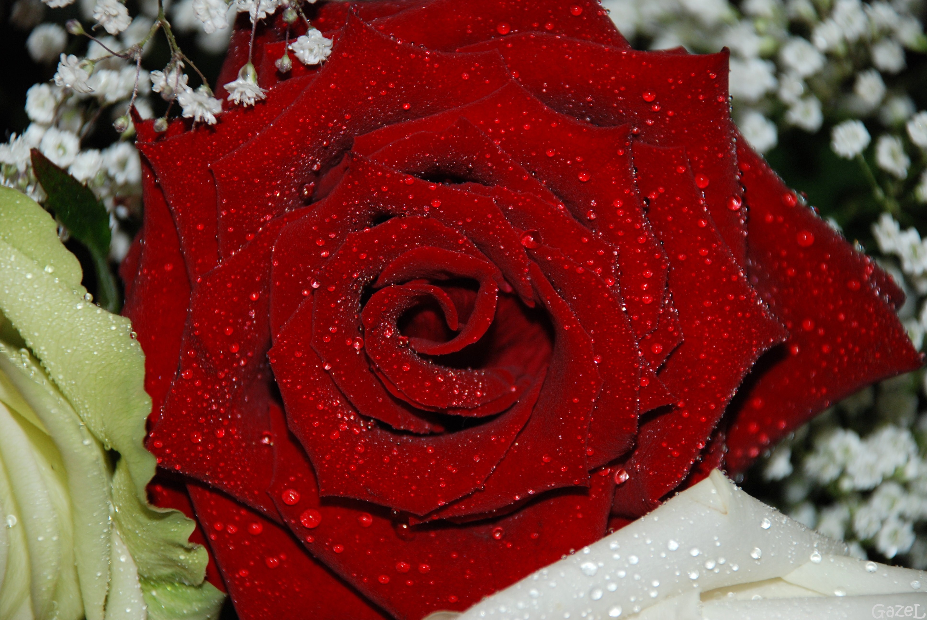 Detail Gambar Bunga Mawar Merah Segar Nomer 35