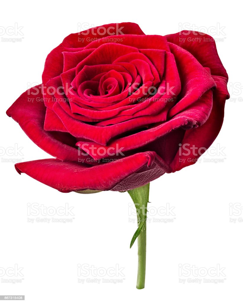 Detail Gambar Bunga Mawar Merah Segar Nomer 39