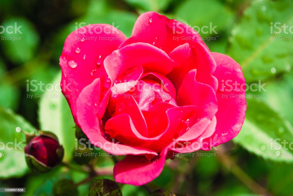 Detail Gambar Bunga Mawar Merah Segar Nomer 41