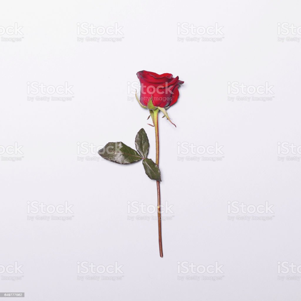 Detail Gambar Bunga Mawar Merah Segar Nomer 47