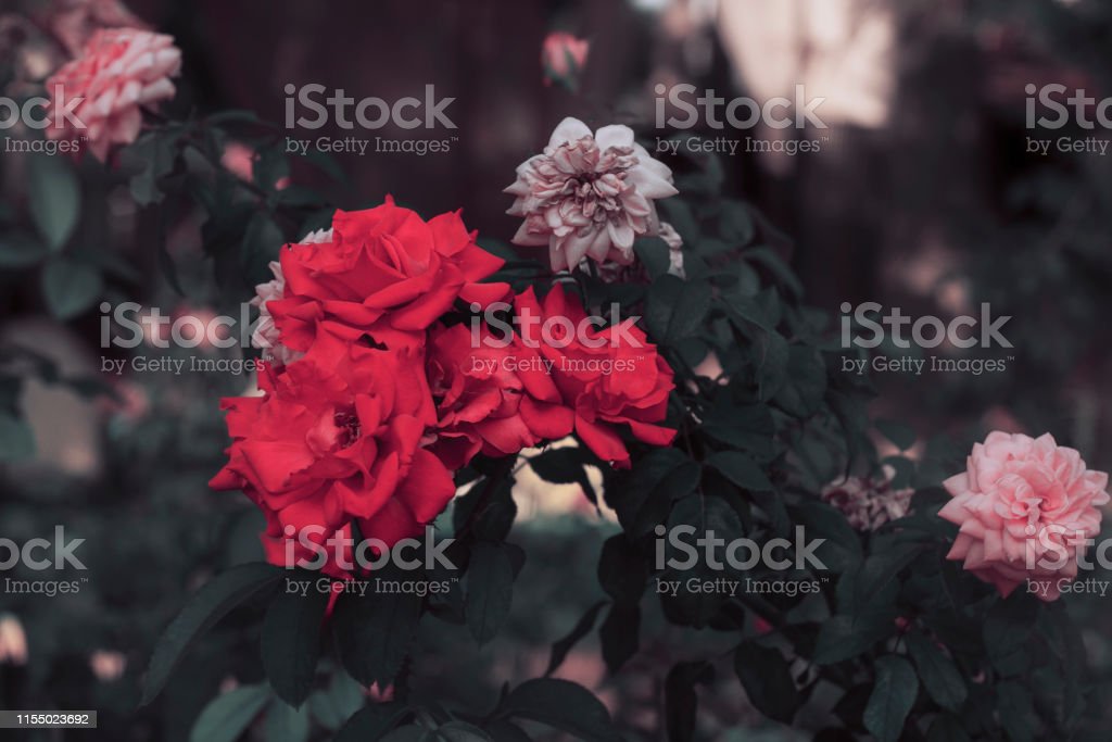 Detail Gambar Bunga Mawar Merah Segar Nomer 48
