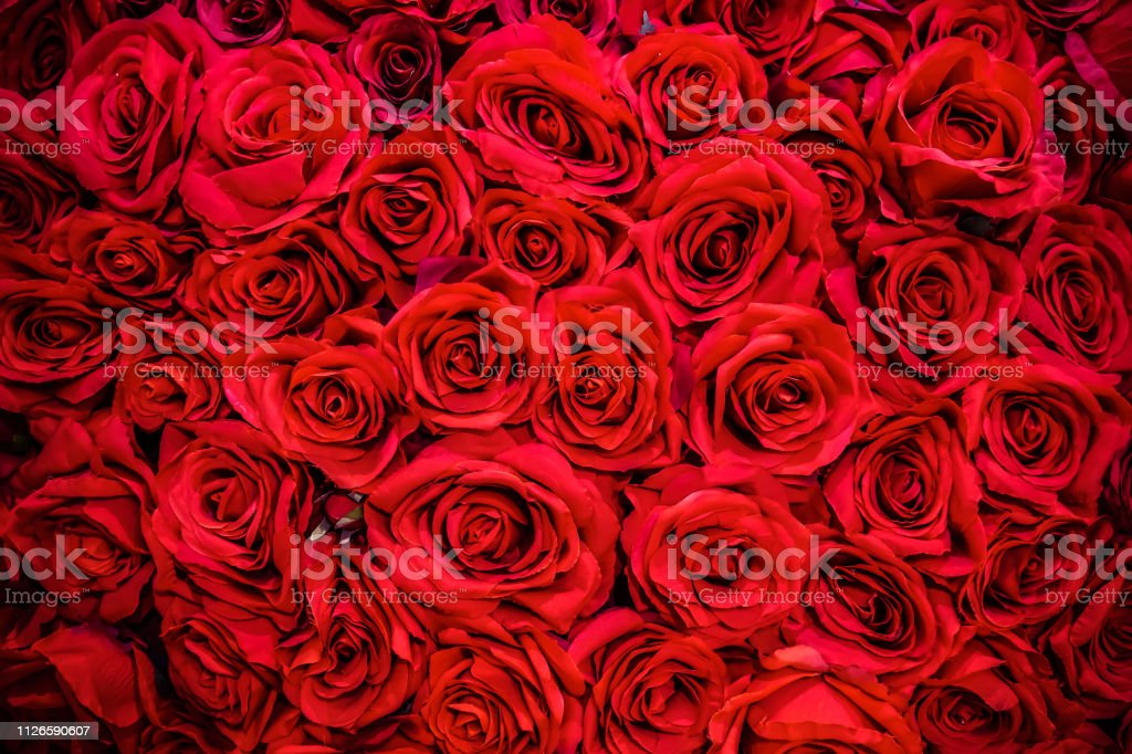 Detail Gambar Bunga Mawar Merah Segar Nomer 49
