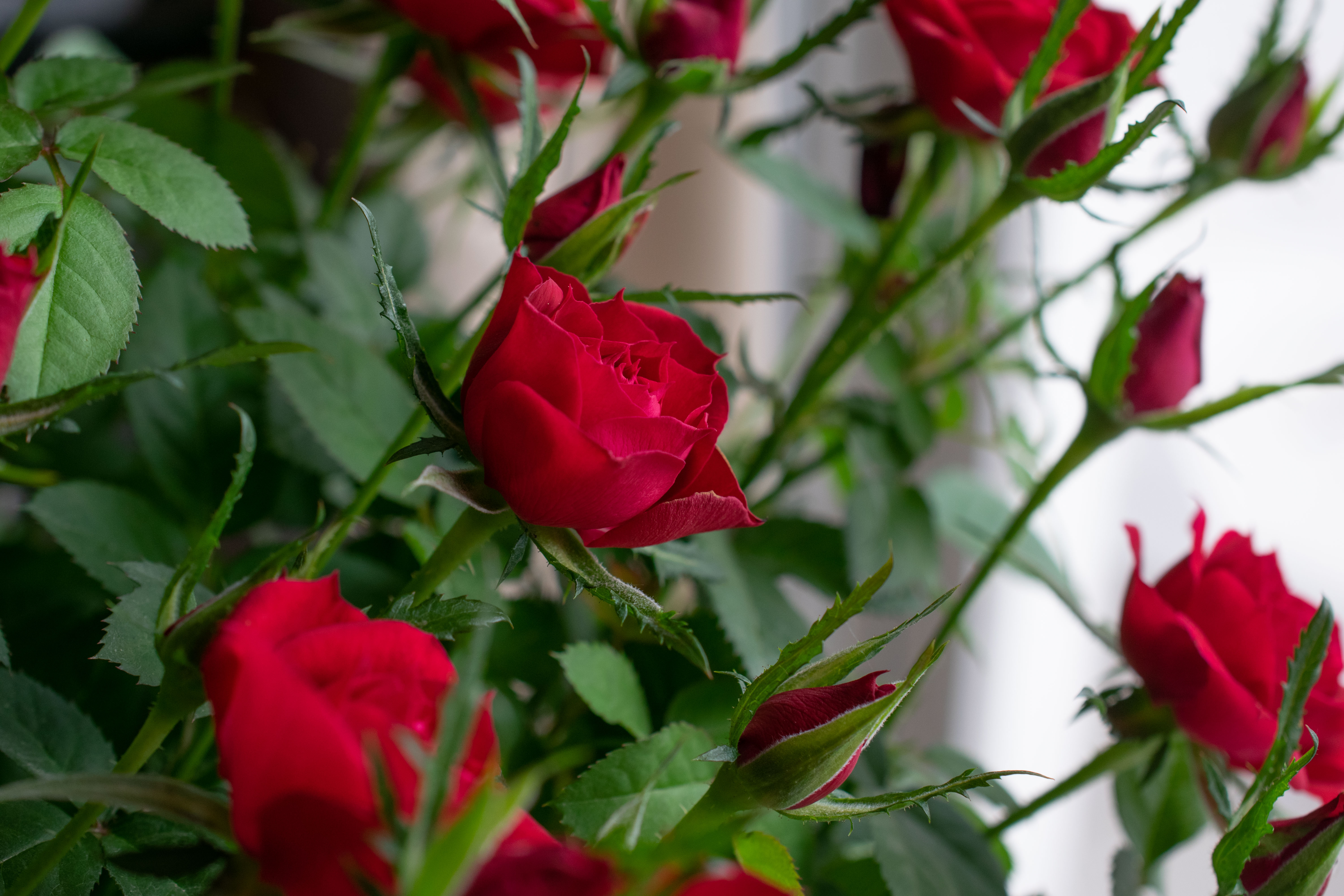 Detail Gambar Bunga Mawar Merah Segar Nomer 9
