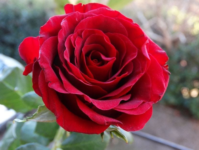 Gambar Bunga Mawar Merah Tercantik - KibrisPDR