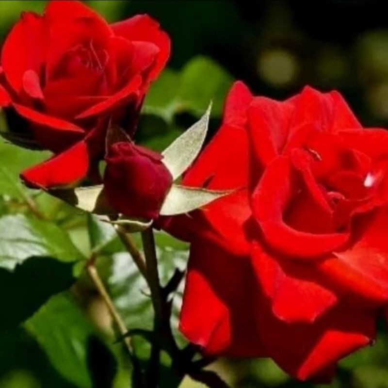 Detail Gambar Bunga Mawar Merah Tercantik Nomer 17