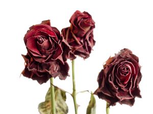 Detail Gambar Bunga Mawar Merah Yang Layu Nomer 34