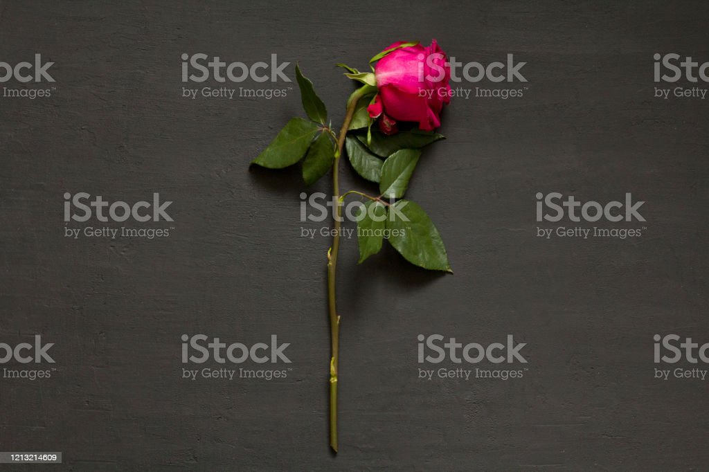 Detail Gambar Bunga Mawar Merah Yang Layu Nomer 48
