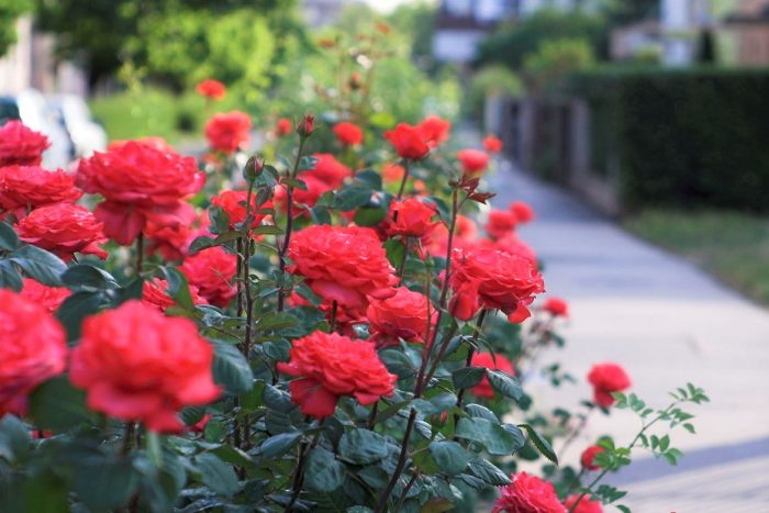 Detail Gambar Bunga Mawar Merah Yang Sangat Cantik Nomer 25