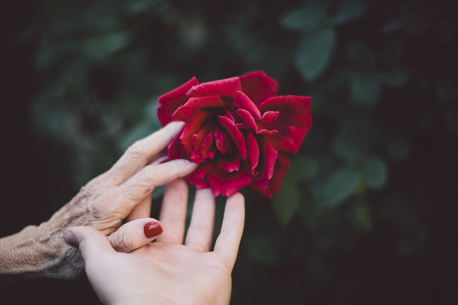 Detail Gambar Bunga Mawar Merah Yang Sangat Cantik Nomer 34