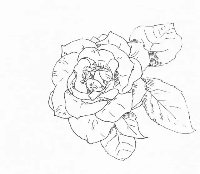 Detail Gambar Bunga Mawar Merupakan Karya Dekoratif A Satu Dimensi B Dua Dimensi C Tiga Dimensi Nomer 14