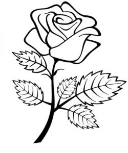 Detail Gambar Bunga Mawar Mudah Di Tiru Nomer 42