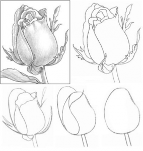 Detail Gambar Bunga Mawar Pakai Pensil Nomer 23