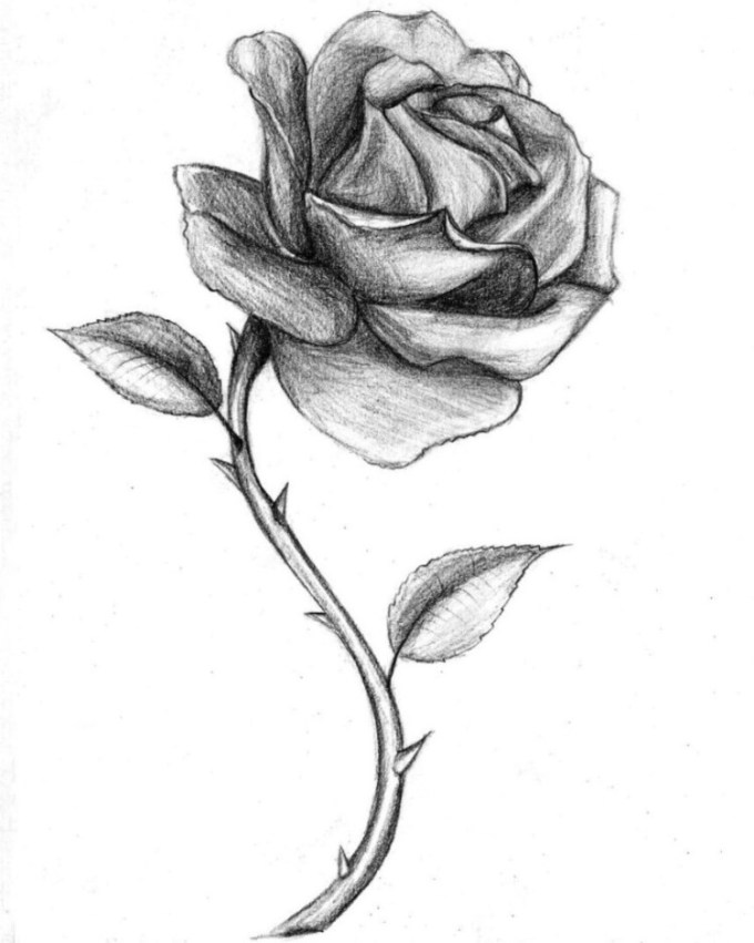 Detail Gambar Bunga Mawar Pakai Pensil Nomer 26