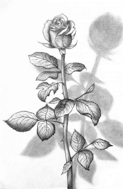 Detail Gambar Bunga Mawar Pakai Pensil Nomer 30