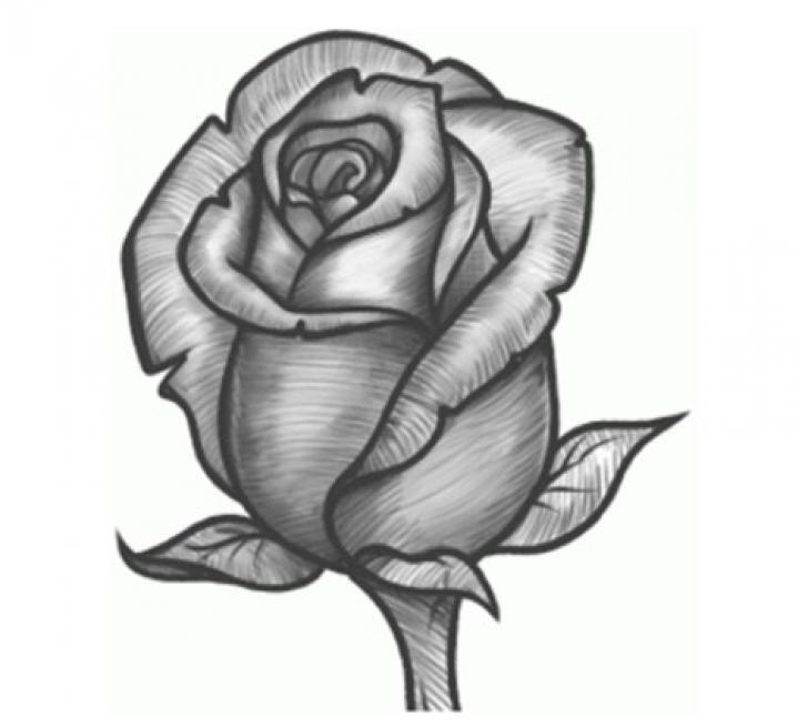 Detail Gambar Bunga Mawar Pakai Pensil Nomer 45