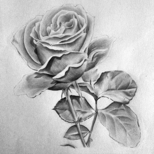 Detail Gambar Bunga Mawar Pake Pensil Nomer 19