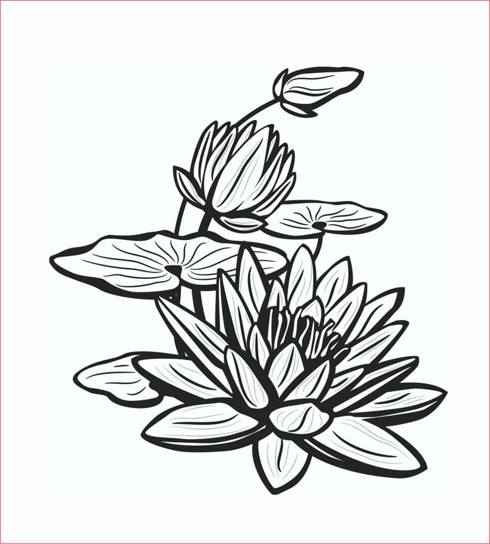 Detail Gambar Bunga Mawar Pake Pensil Nomer 46