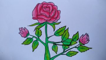 Detail Gambar Bunga Mawar Paling Mudah Nomer 18