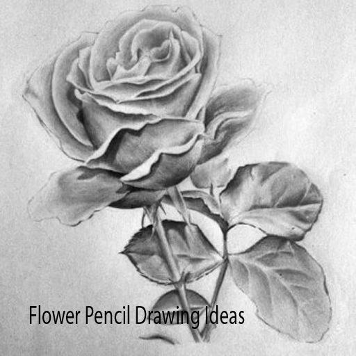 Detail Gambar Bunga Mawar Paling Mudah Nomer 29