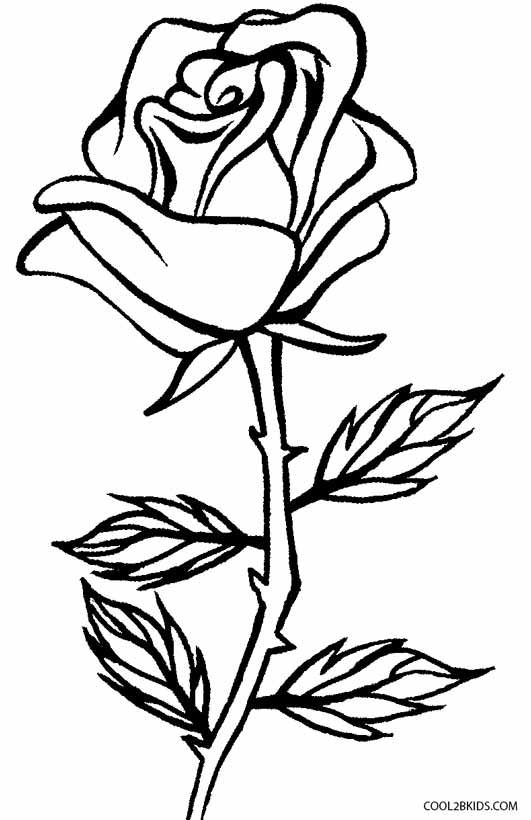 Detail Gambar Bunga Mawar Paling Mudah Nomer 35