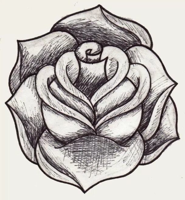 Detail Gambar Bunga Mawar Paling Mudah Nomer 47