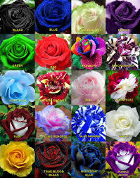 Detail Gambar Bunga Mawar Pelangi Nomer 13
