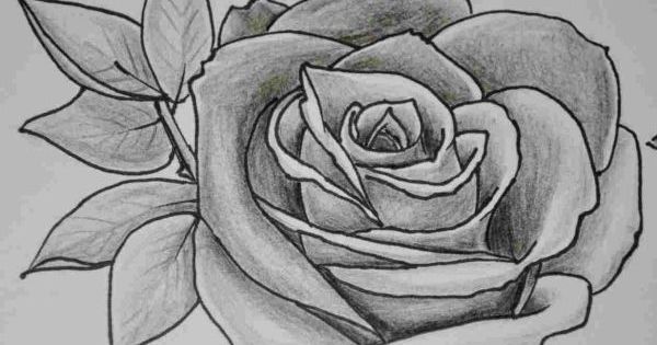 Detail Gambar Bunga Mawar Pensil Nomer 50