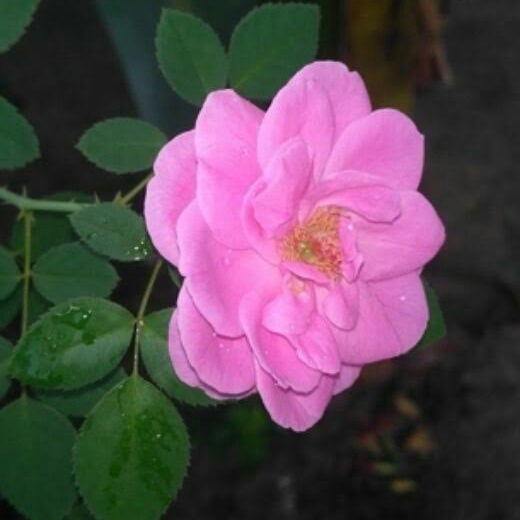 Detail Gambar Bunga Mawar Pink Nomer 29